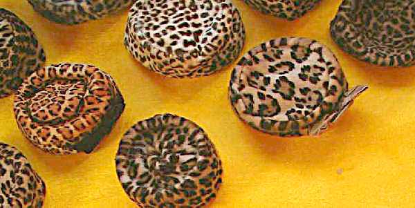 leopard spot buttons